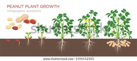 Peanut Plant Life Cycle