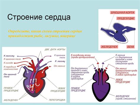 Класс Пресмыкающиеся (Рептилии) - презентация онлайн