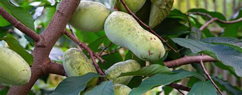 Pawpaw North Americas Largest Native Fruit Bower And Branch