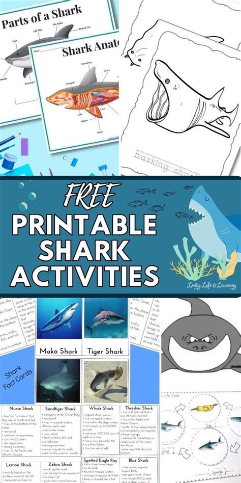 Free Printable Shark Activities2024