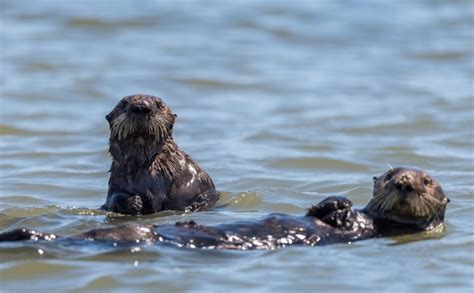 Our Surrogate Raised Sea Otters Are Helping Restore A Wetland