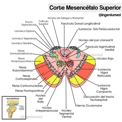 Corte Mesencéfalo superior Anatomía Dibujos de biologia Anatomía médica