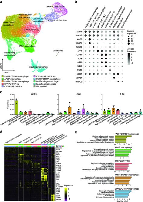 Sub Clustering Analysis Of Macrophages A Umap Plot Of The Macrophage