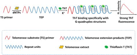 A Label And Enzyme Free Fluorescence Assay Based On Thioflavin Tinduced G Quadruplexes For The