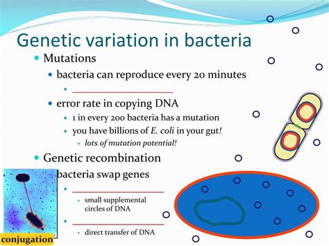 Ppt Bacteria And Viruses Powerpoint Presentation Free Download Id4105462