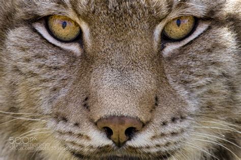 Lynx Eyes by Mario Moreno / 500px