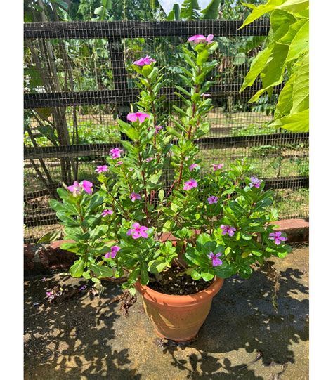 Buy Catharanthus Roseus Madagascar Periwinkle Guan Lee Heng