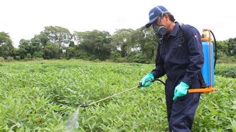 Qu Es El Control Fitosanitario Fumigaci N De Casas Jardines E