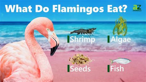 What Do Flamingos Eat? - IMP WORLD