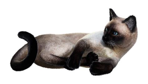 D Rendering Siamese Cat En Blanco Stock De Ilustraci N Ilustraci N