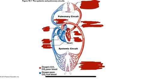 Systemic And Pulmonary Circuits Diagram Quizlet