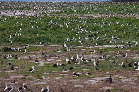 1000+ images about Midway island on Pinterest | Yahoo search, Most beautiful places and Flags