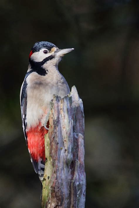 Darley Dale Wildlife Great Spotted Woodpecker