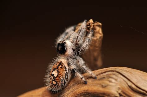 Phidippus regius pająk SKAKUN królewski parka Poznań Kup teraz na