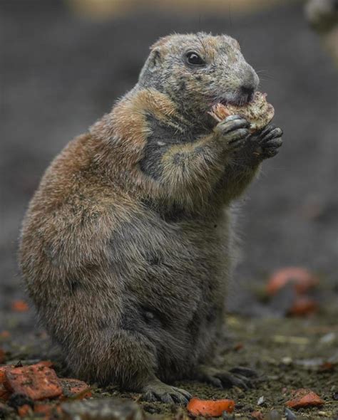 Prairie dog eating 2440911 Stock Photo at Vecteezy