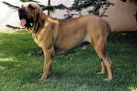 Raças de cachorros de grande porte Tudo Sobre cachorros