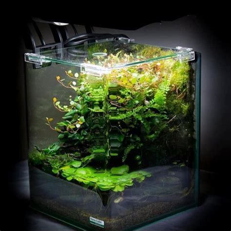 Wabi Kusa Aquascape Aquascape Aquarium Nano Aquarium