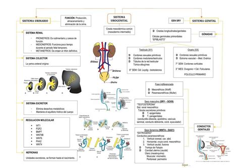 Aparato Urogenital Maily Mar Udocz