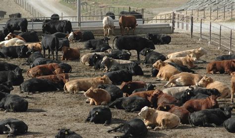 Selecting A Cattle Feedlot Site Cattle Feedlots American Cattlemen