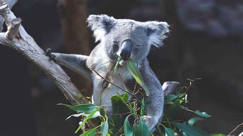 300+ Beautiful, Cute, And Funny Koala Names | Names Cluster