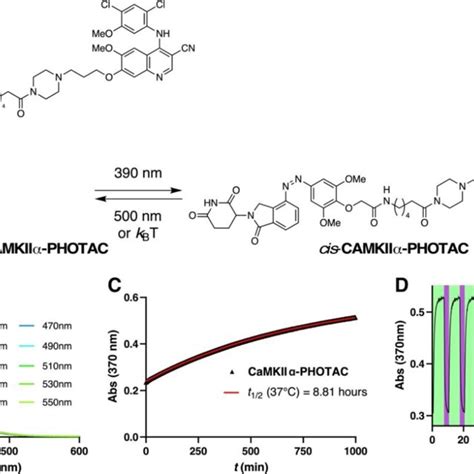 Photophysical Characterization Of Camkiiα Photac A Isomerization Of