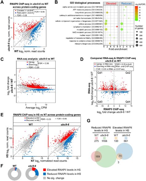 Constitutively Reduced Sumoylation Alters Gene Expression Patterns And