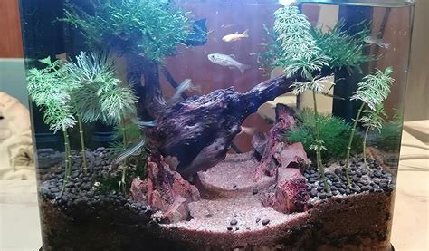 Build Simple Aquascape For 5 And 10 Gallon Tanks Hygger