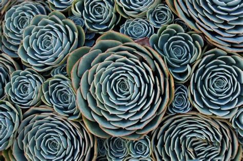 20 imágenes de plantas simétricas que aman la geometria