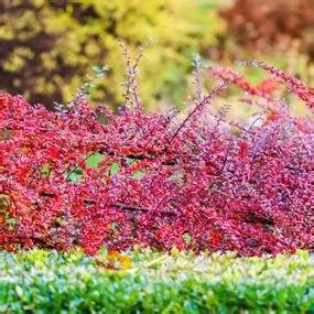 Cotoneaster Horizontalis Plants For Sale Ashridge