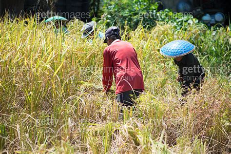 Nong Khai Thailand October Farmer Harvest Rice In The Field