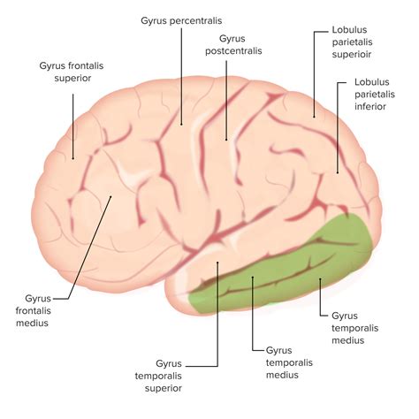 Cerebral Cortex Anatomy Concise Medical Knowledge