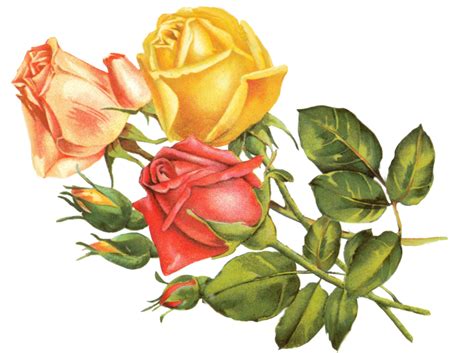 Free Yellow Rose Art Download Free Yellow Rose Art Png Images Free