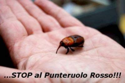 Punteruolo Rosso Come Eliminarlo