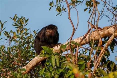 Black Howler Monkey | Sean Crane Photography