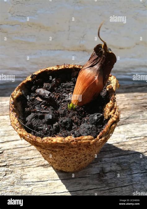 seeds from Araucaria araucana Stock Photo - Alamy