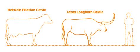 Texas Longhorn Cattle Dimensions & Drawings | Dimensions.com