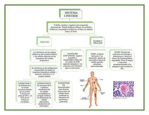 Esquema de tejido linfoide SISTEMA LINFOIDE Células tejidos y