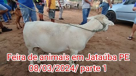 Feira de caprinos e ovinos Em Jataúba PE 08 03 2024 parte 1 YouTube