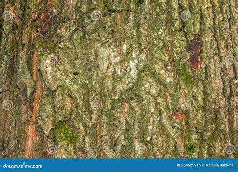 Oak Bark Close Up The Texture Of The Trunk Of The Quercus Petraea Oak