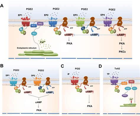 Signaling Pathways Initiated By Prostanoids Released From Peripheral