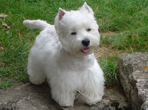 West Highland Terrier Puppies Photos - Pictures Of Animals 2016