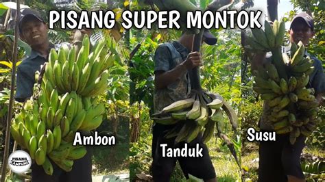 Panen Pisang Ambon Pisang Tanduk Dan Pisang Susu Super Youtube