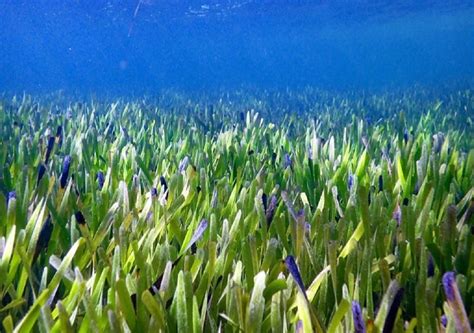 Descubren La Planta Marina M S Grande Del Mundo Posidonia Australis