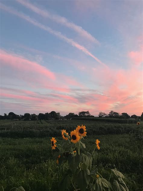 Farm Sunsets