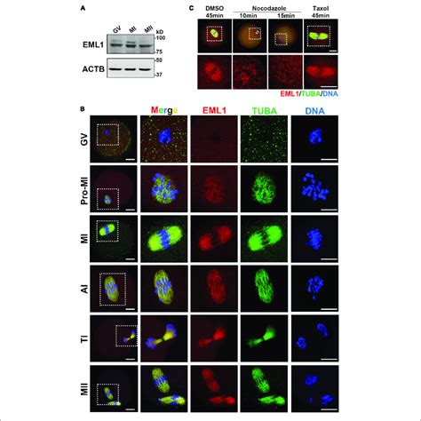 Stable Expression And Specific Localization Of Eml In Mouse Oocyte