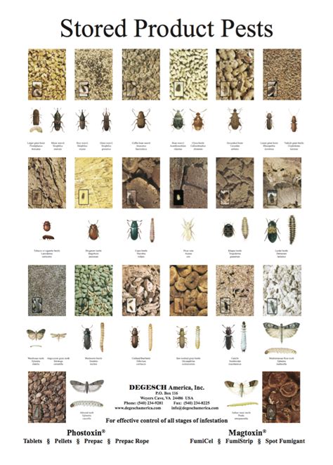 Pest Identification Chart | ubicaciondepersonas.cdmx.gob.mx