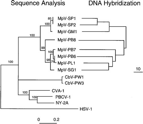 Comparison Of Phylogenetic Trees Constructed Using Data From Sequence