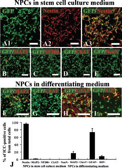 P1 Neural Progenitor Cell Npc Characterization And Differentiation