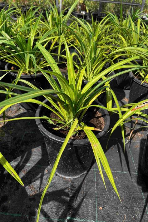 Pandanus Baptistii Variegata Outdoor Plants Plantshopme