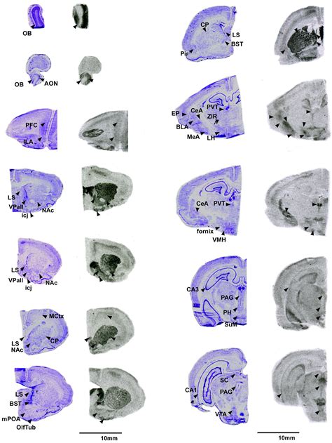 Frontiers Characterization Of Oxytocin And Vasopressin Receptors In